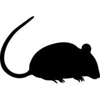 Dedetização de Ratos em Londrina e Região 2