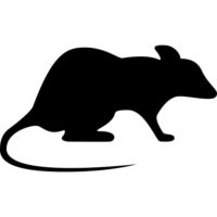 Dedetização de Ratos em Londrina e Região